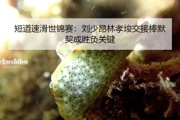 短道速滑世锦赛：刘少昂林孝埈交接棒默契成胜负关键