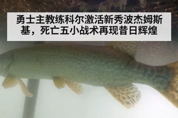 勇士主教练科尔激活新秀波杰姆斯基，死亡五小战术再现昔日辉煌